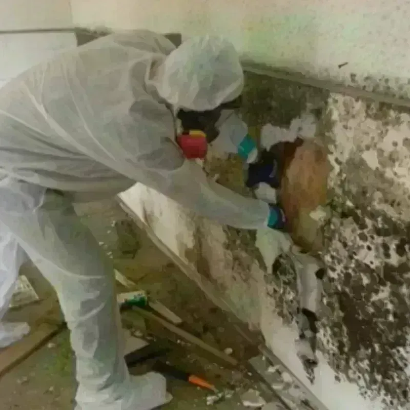 Mold Remediation and Removal in Bishop, TX